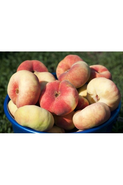 Урожай персика інжирного Нікітський — плоскі ароматні фрукти для свіжого споживання